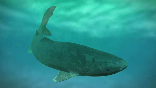 Greenland shark