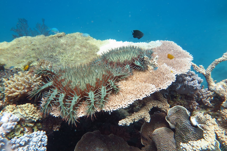 A large green spiny coral on top of a large coral system.