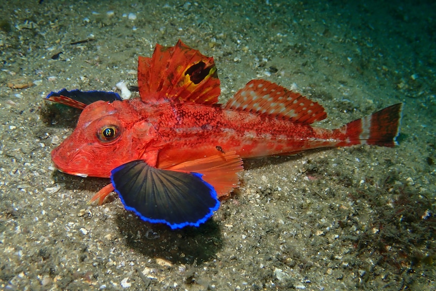 Goldfish with blue and black lily-like pectoral fins and a black spot on the fanned dorsal fin.