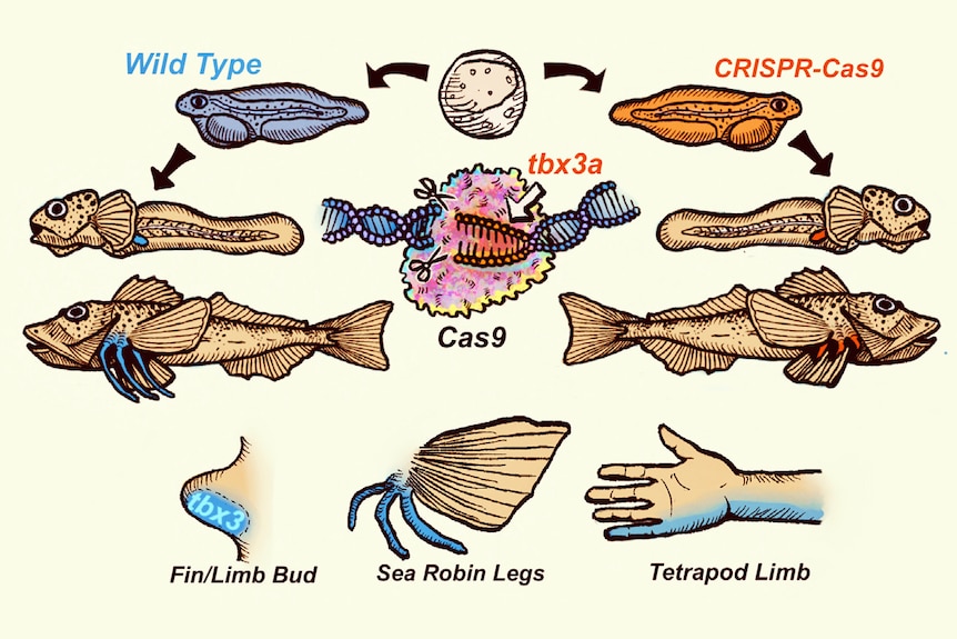 A diagram showing how a wild-type sea robin grows and when tbx3a is knocked out, a legless gene-edited sea robin grows.