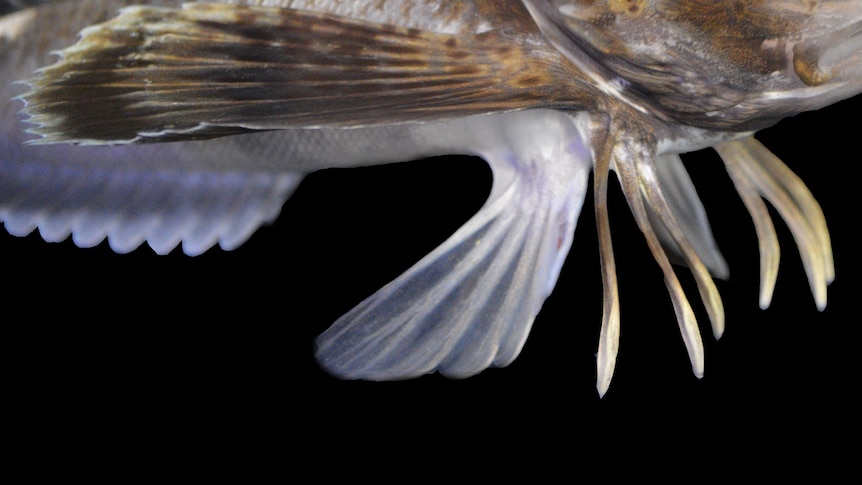 Six tendrils hanging from the bottom of a fanned pectoral fin next to the pelvic fins on the underside of the fish.