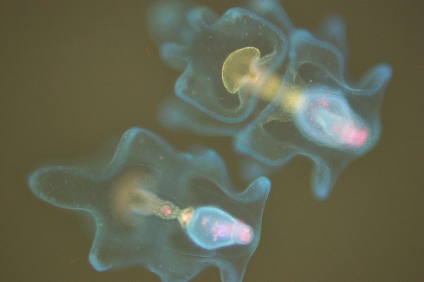 A close-up of the crown of a starfish larva that has been ejected.