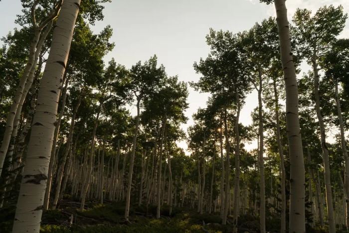 PandoStemsSembling Trees