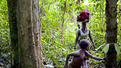 Getty Images Sapo National Park, in Liberia, has one of the last remaining populations of pygmy hippos (Credit: Getty Images)