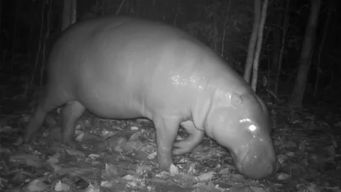 The fauna and flora of pygmy hippos are very secretive and difficult to study in the wild (Credit: Fauna & Flora)