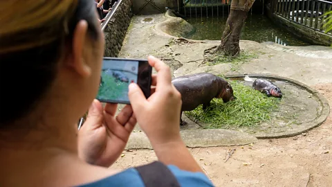 Getty Images When fully grown, Mo Dang may weigh up to 600 pounds (272 kg) (Credit: Getty Images)