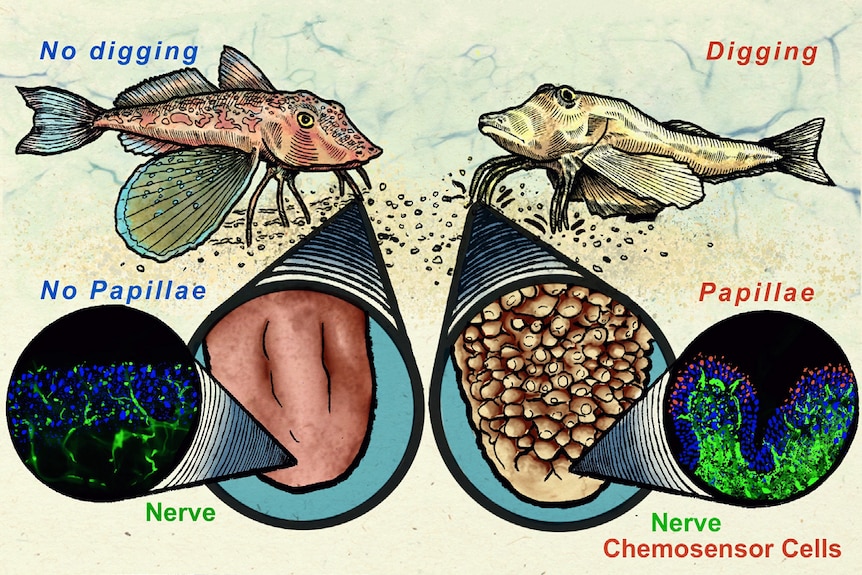 Drawings of two sea robins, one digging, one not, and zoomed-in images of the ends of their legs, one smooth, one rough.