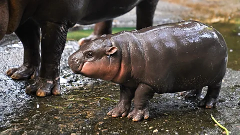 Getty Images Mu Deng stands next to his mother at Khao Kheow Open Zoo, Thailand (Credit: Getty Images)