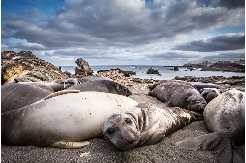 New research shows that seal species have been hunted to the brink of extinction