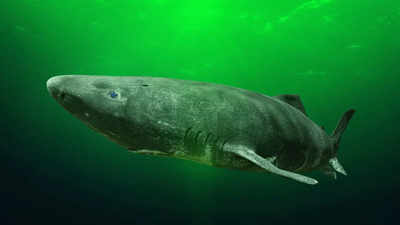 The secret of the Greenland shark's 500-year lifespan